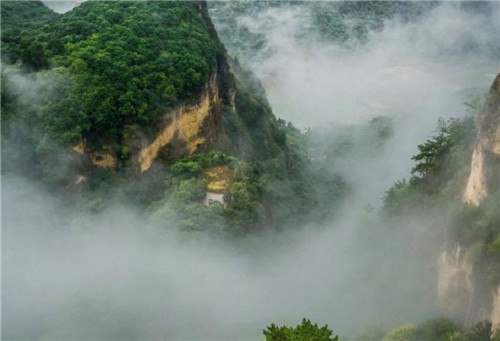 庭院风水树有哪些_庭院种什么树风水好插图