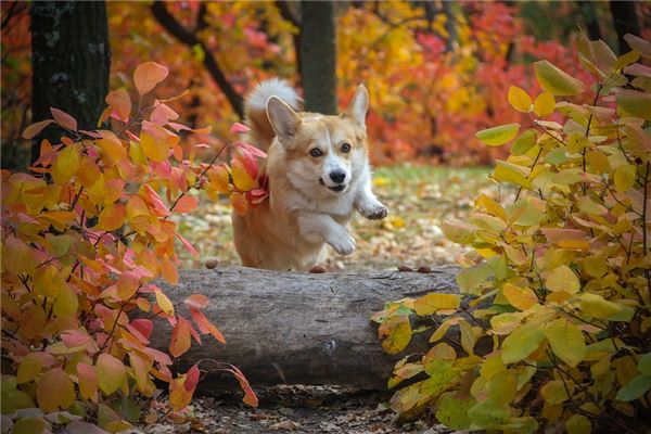 82年属狗的属相婚配表(2018年属狗配什么属相最佳)插图