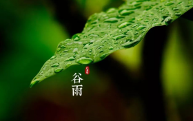 谷雨节气下雨对年景有什么预示(2019年谷雨是什么意思)缩略图