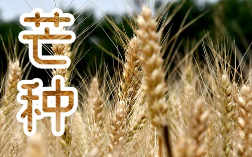 2022年芒种是几月几日几点(芒种是几月几日几时几分)插图