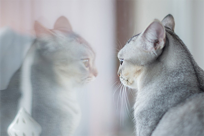 猫跑出家门还会回来吗 母猫带着小猫来家里预兆插图