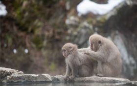 正月生肖猴的性格(生肖猴农历正月运势)缩略图