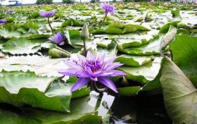 寒食节与清明节是一个节日吗 寒食节和清明节的关系缩略图