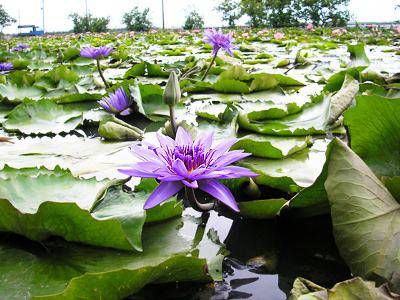 寒食节与清明节是一个节日吗 寒食节和清明节的关系插图