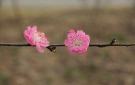 餐馆风水布局怎么摆放才好 貔貅石兽