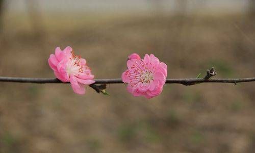 餐馆风水布局怎么摆放才好 貔貅石兽插图