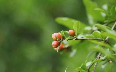 中国传统四大节日：春节、清明节、端午节、中秋节插图