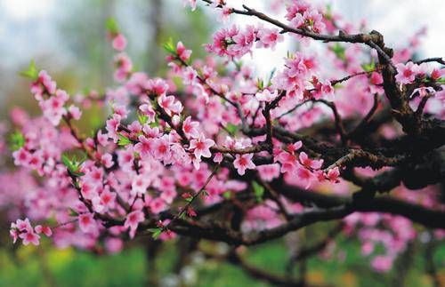 八字怎么看桃花运来临 八字看桃花运何时出现插图