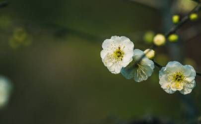 八字带两个桃花好不好 桃花运很旺盛插图