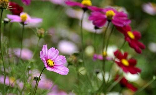 夫人皇帝找菊花猜一生肖 菊花打一最佳生肖插图