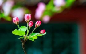 如何斩断烂桃花的纠缠 男人暗桃花运会出轨吗