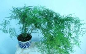 家居植物摆设与婚姻的关系