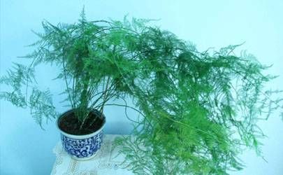 家居植物摆设与婚姻的关系插图